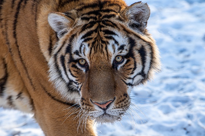 Northeast Tiger and Leopard Culture International Communication Center unveiled