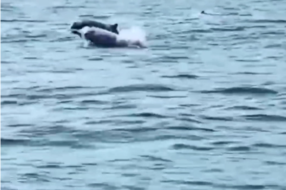 Chinese white dolphins spotted in Yangjiang