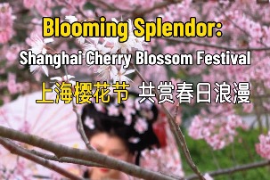 Video: 15th Shanghai Cherry Blossom Festival opens