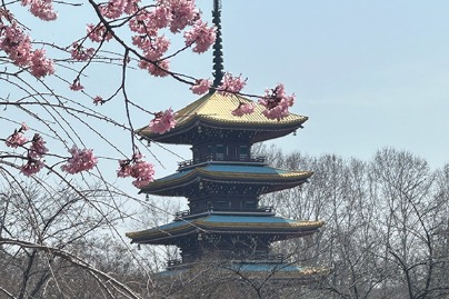Cherry blossoms set to bloom in Wuhan